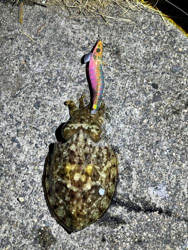 コウイカの釣果