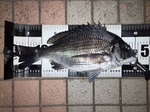 クロダイの釣果