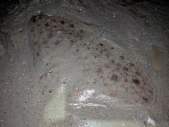 ツバクロエイの釣果