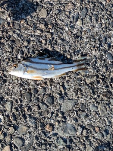 コトヒキの釣果