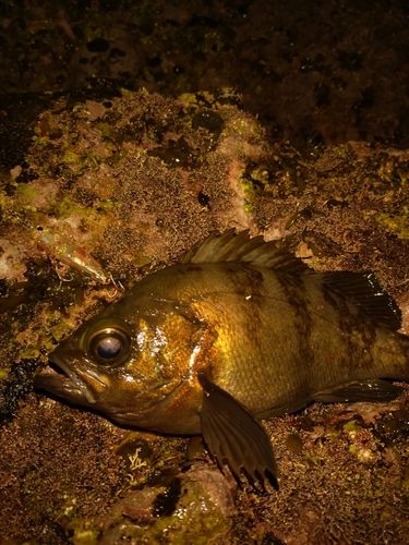 メバルの釣果