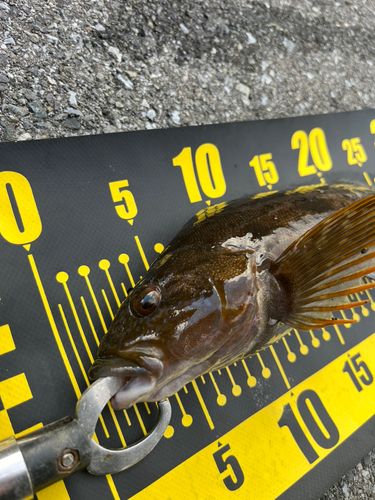 アイナメの釣果