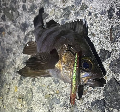 メバルの釣果