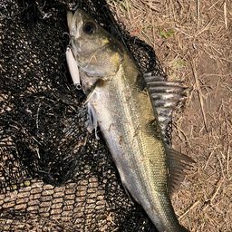 セイゴ（マルスズキ）