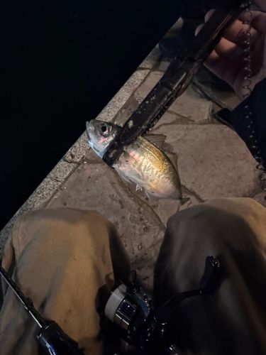 那珂川（福岡）