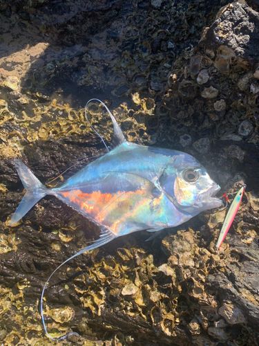 イトヒキアジの釣果