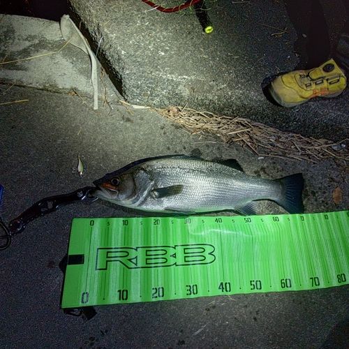 ヒラスズキの釣果