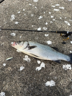 ヒラスズキの釣果