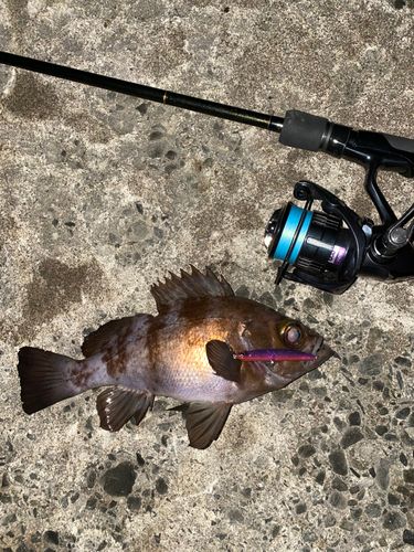 シロメバルの釣果