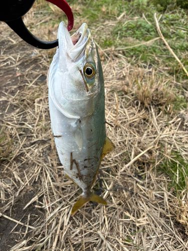 ツバイソの釣果