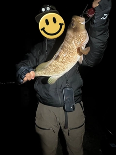 キジハタの釣果