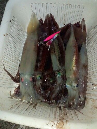 三陸海岸（岩手）