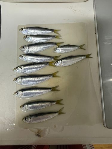 セントレア常滑港前島