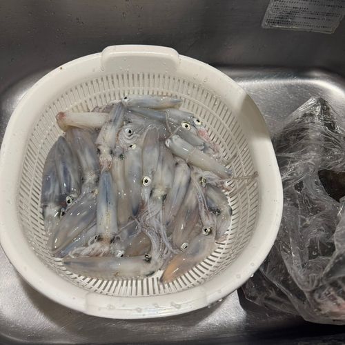 マメイカの釣果