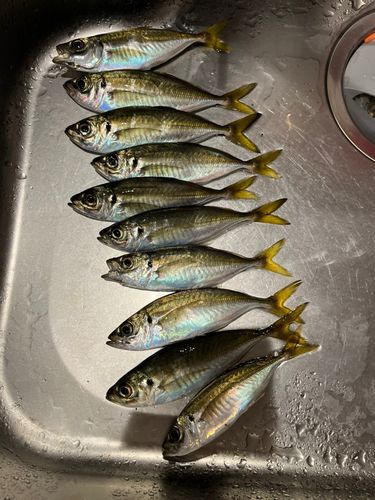 マアジの釣果