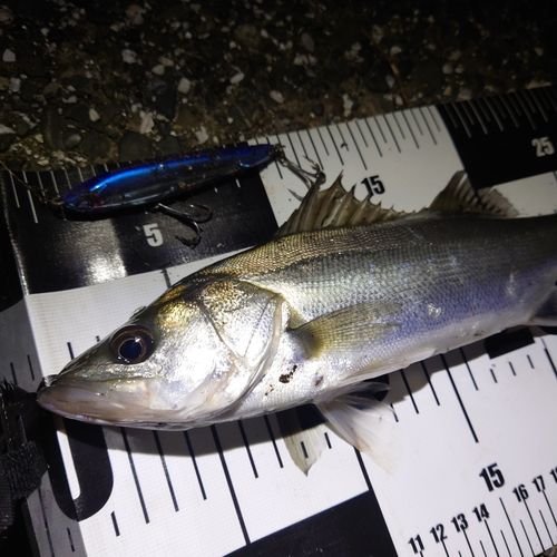 シーバスの釣果