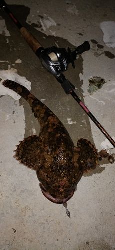 マカジカの釣果