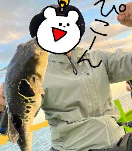 トラフグの釣果