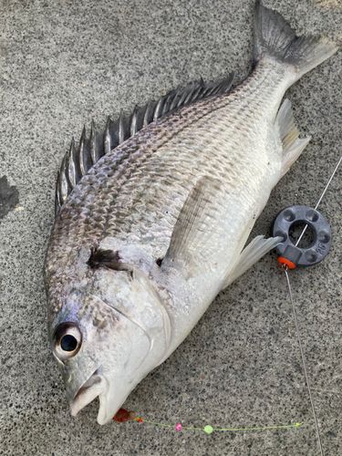 チヌの釣果