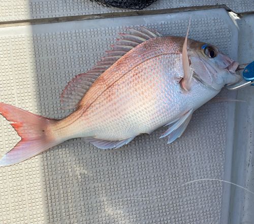 マダイの釣果