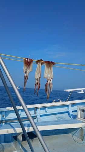 スルメイカの釣果