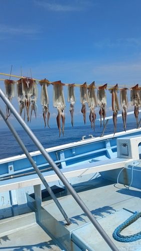 スルメイカの釣果