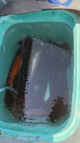 スルメイカの釣果
