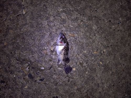 クロソイの釣果