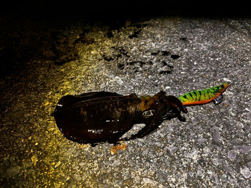 アオリイカの釣果