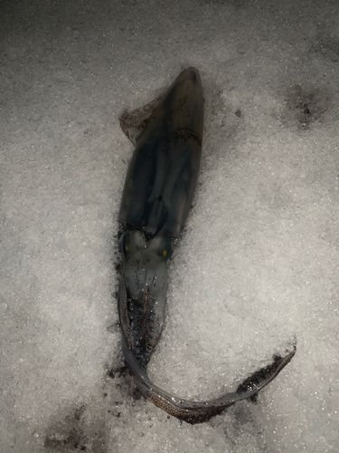 マメイカの釣果