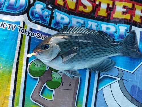 メジナの釣果