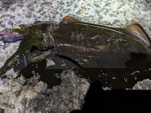 アオリイカの釣果