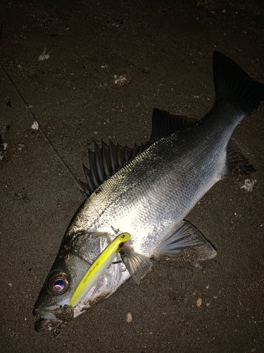 セイゴ（ヒラスズキ）の釣果