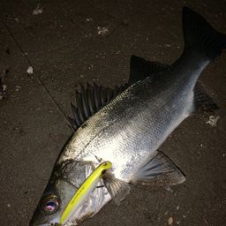 セイゴ（ヒラスズキ）