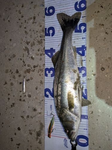 シーバスの釣果