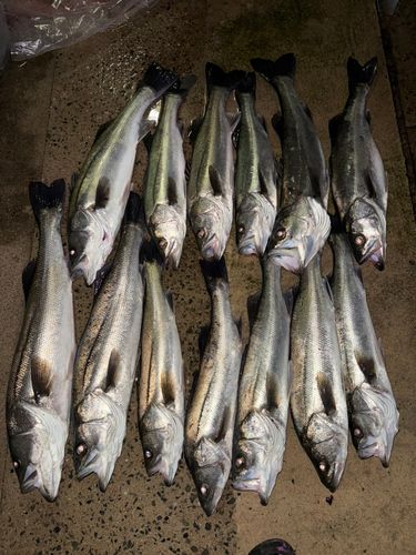 シーバスの釣果