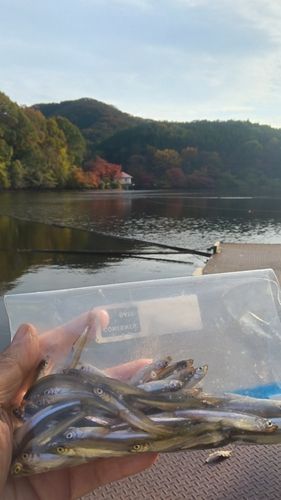 ワカサギの釣果