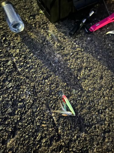 南港魚つり公園