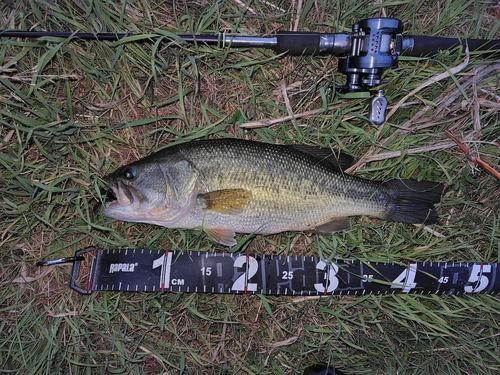 ラージマウスバスの釣果