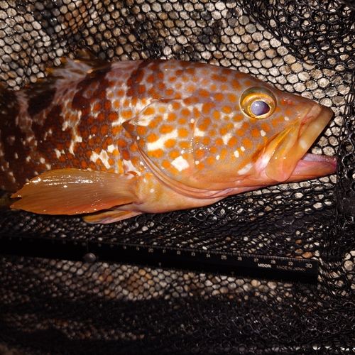 キジハタの釣果