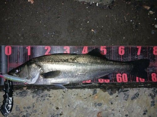 シーバスの釣果