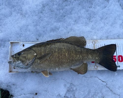 スモールマウスバスの釣果