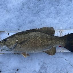 スモールマウスバス