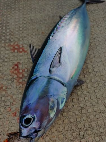 ソウダガツオの釣果