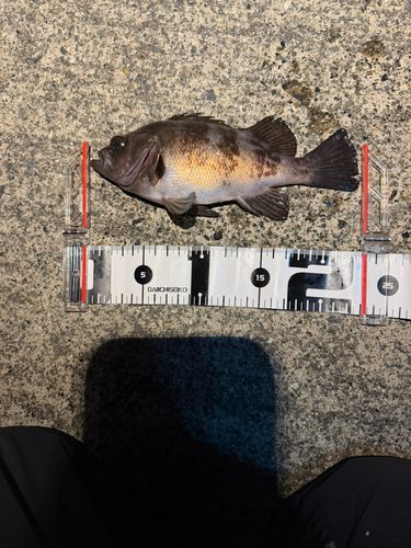 シロメバルの釣果