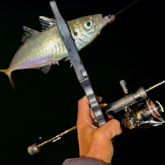 マアジの釣果