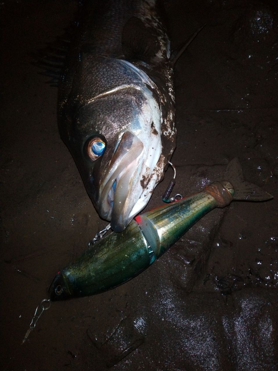 TULALA エルホリゾンテの最安値・インプレ・釣果 | 本音の口コミが