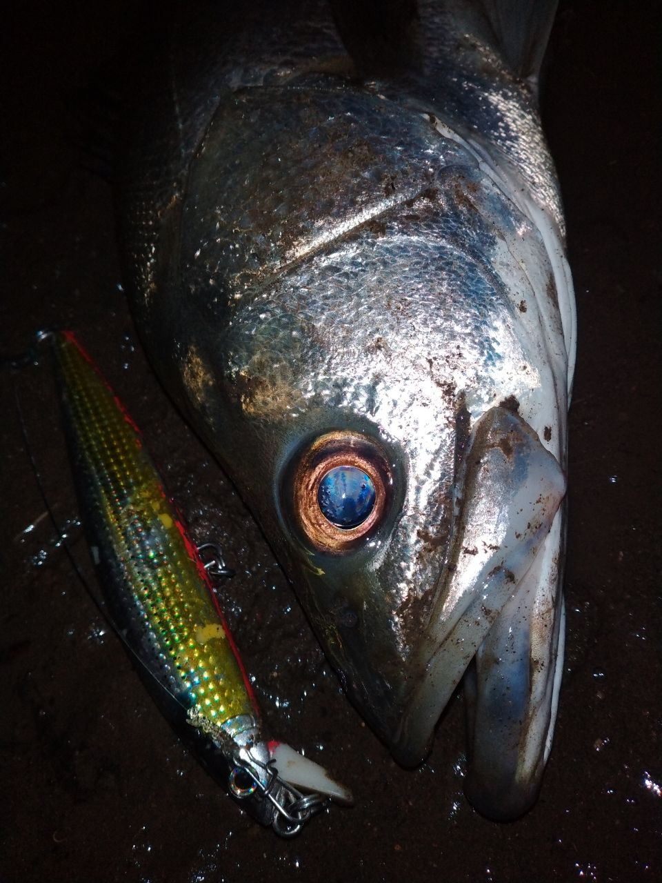 氷柱エルホリゾンテ70 早い者勝ち TULALA | Ford every stream | » El Horizonte 70