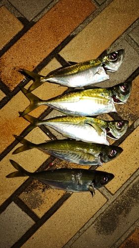 マアジの釣果