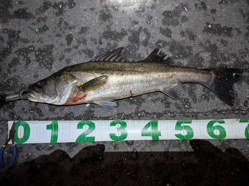 シーバスの釣果